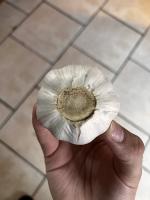garlic no root project thumbnail