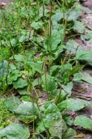 weed detection project thumbnail