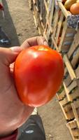 Etiquetado de tomate project thumbnail