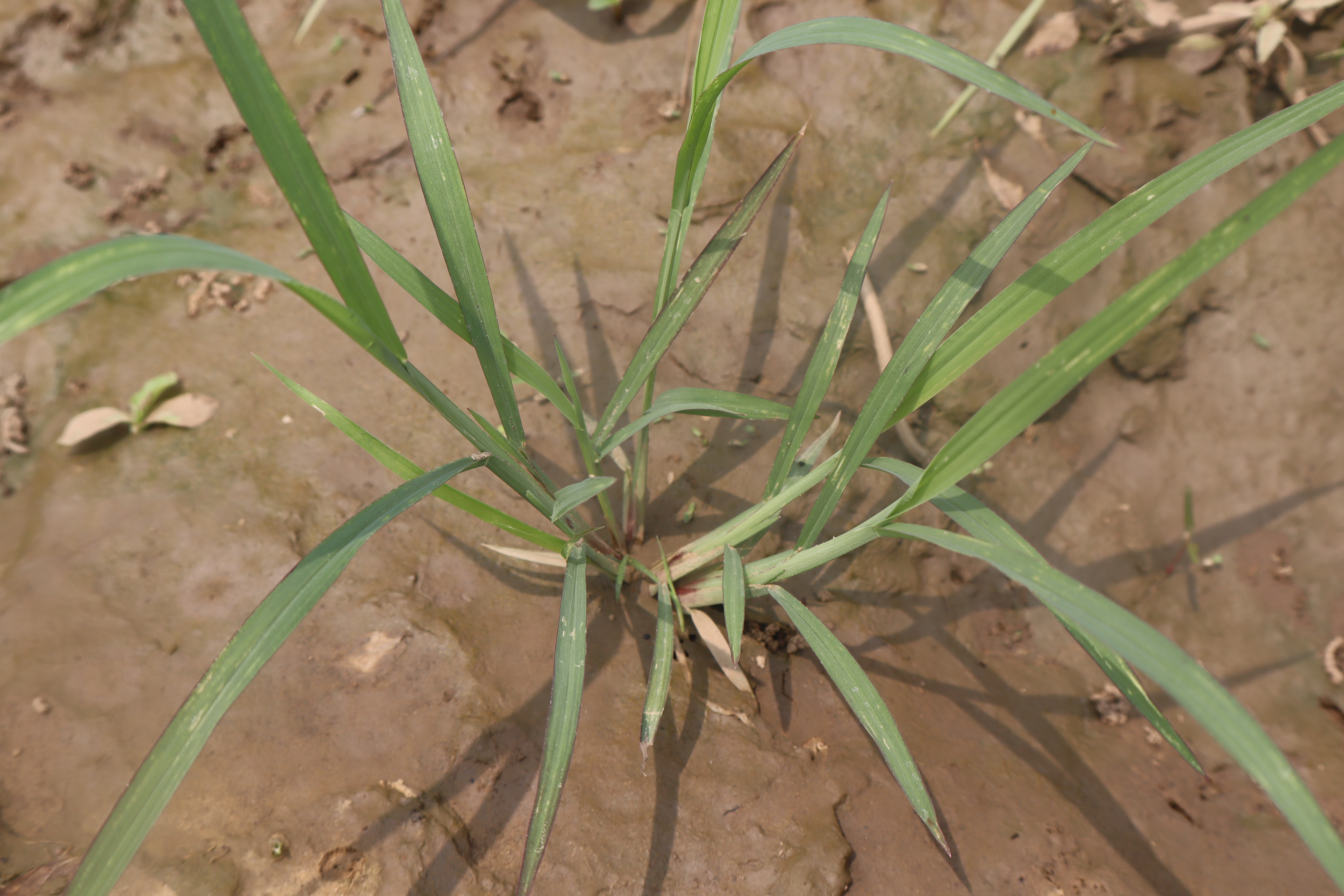 Thesis Rice Weed Detection - Roboflow Universe