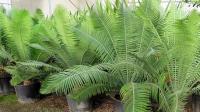 Plantas project thumbnail