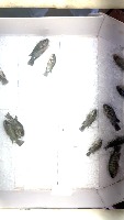 tilapia 50 - 600 project thumbnail