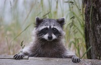 raccoon project thumbnail