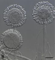 Aspergillus-YOLO project thumbnail