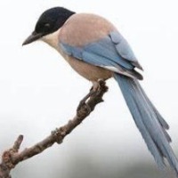 Bird Object Detection Model by Skripsi