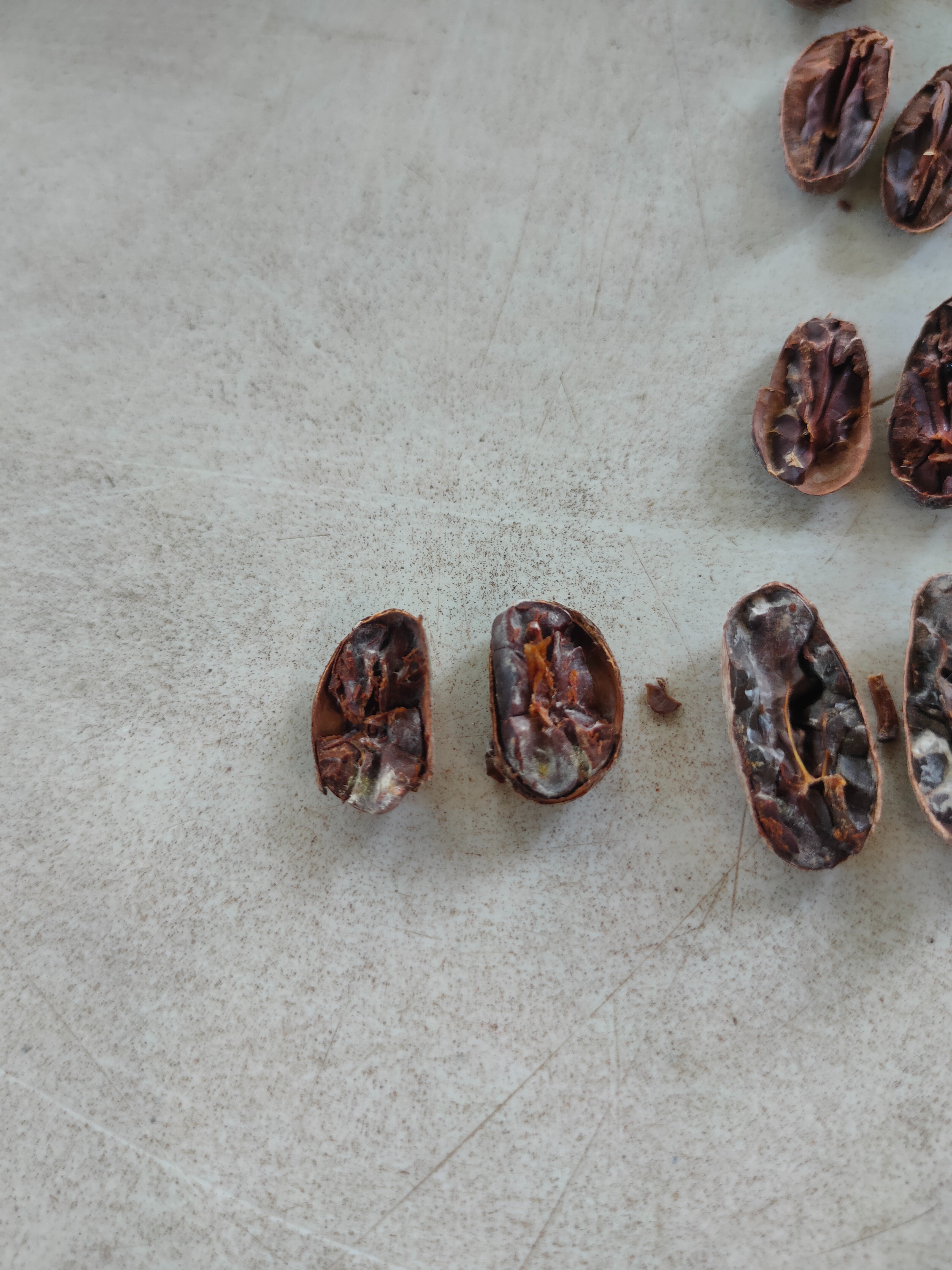 Cacao Beans Object Detection Model by BSCS