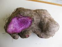 Purple Yam Detection project thumbnail