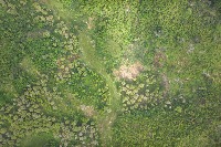 Clove_Trees project thumbnail