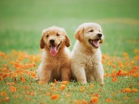 Dog,Cat detection project thumbnail
