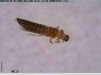 Insect Classification (5 types) project thumbnail