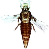 thrips project thumbnail
