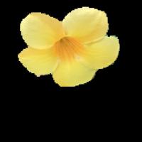 scientific flowers detection project thumbnail