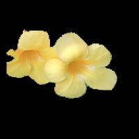 kaggle dataset detection project thumbnail