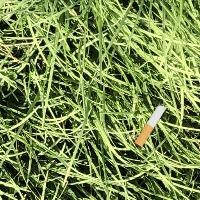 cigarette buds or butt Cigarette Butt — Taylor Lee