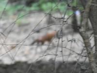 ANImal detection project thumbnail