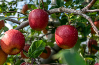 Finding fruits on trees project thumbnail