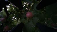 Fruit Detection Classification Project project thumbnail
