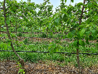 Fruit Detection Classification Global View project thumbnail