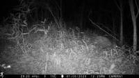 wildlife project thumbnail