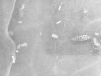 Insect Surveillance project thumbnail