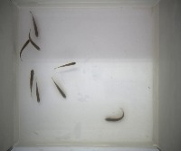 fish project thumbnail