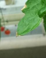 tomato project thumbnail