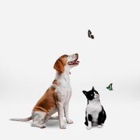 Find dogs project thumbnail