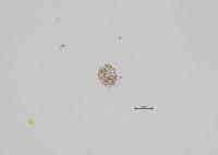 Plankton test project thumbnail