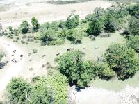 Large Mammals Detection project thumbnail