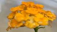LANTANA1047 project thumbnail