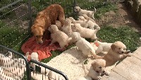 Schwarm Dogs Group project thumbnail