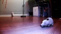 rat toy project thumbnail