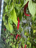 chili pepper maturity detection project thumbnail