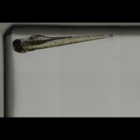 notochord_ventro_lateral  project thumbnail