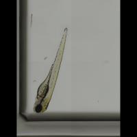 notochord_lateral project thumbnail