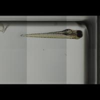Pectoral_Fins project thumbnail