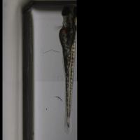 yolk_sac_isolated_larvae_only project thumbnail