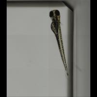 Ventral_eye project thumbnail