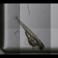 whole_larva_isolated_only project thumbnail
