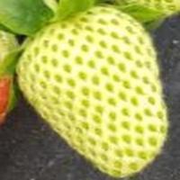 thesis strawberry project thumbnail