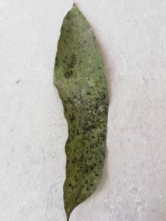 MangoWise_b Object Detection Dataset and Pre-Trained Model by Mango leaves