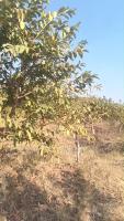 gate guava (21-02-2026) project thumbnail