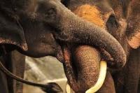 Elephant Detection project thumbnail