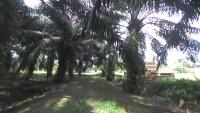 Palm Tree Detection project thumbnail