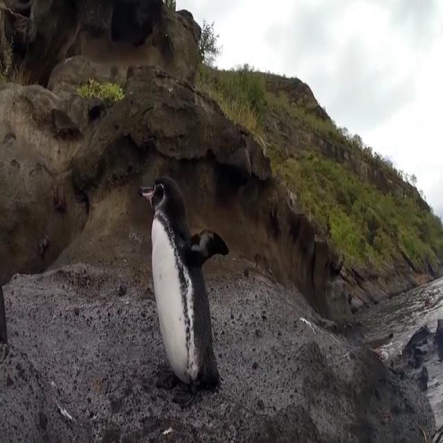 Penguins Object Detection Model by sandbox
