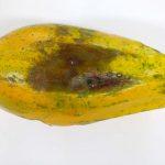 segmentation-tcc-papaya project thumbnail