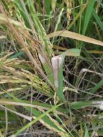 Rice Leaf Manual ROI Correction project thumbnail