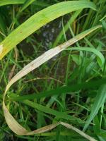 Coba Penyakit Daun Padi project thumbnail