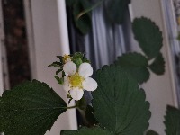 flower project thumbnail