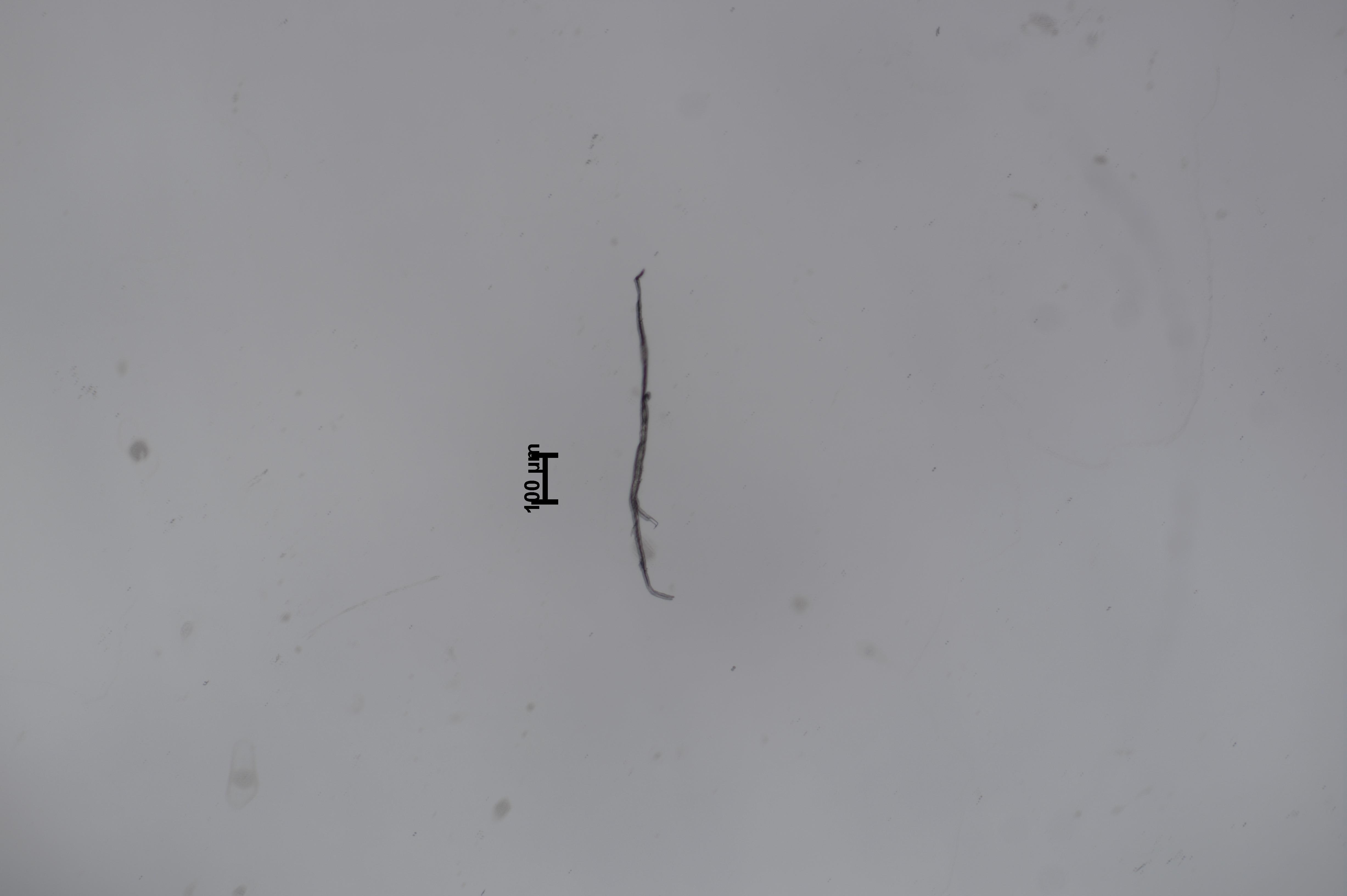 Microplastics Object Detection Model by Microplastics